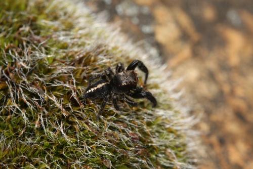 Pellenes seriatus